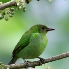 40.  HONEYCREEPER GREEN female   ECUADOR.jpg