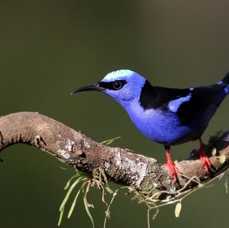 41.  HONEYCREEPER RED-LEGGED   male  C.RICA.jpg