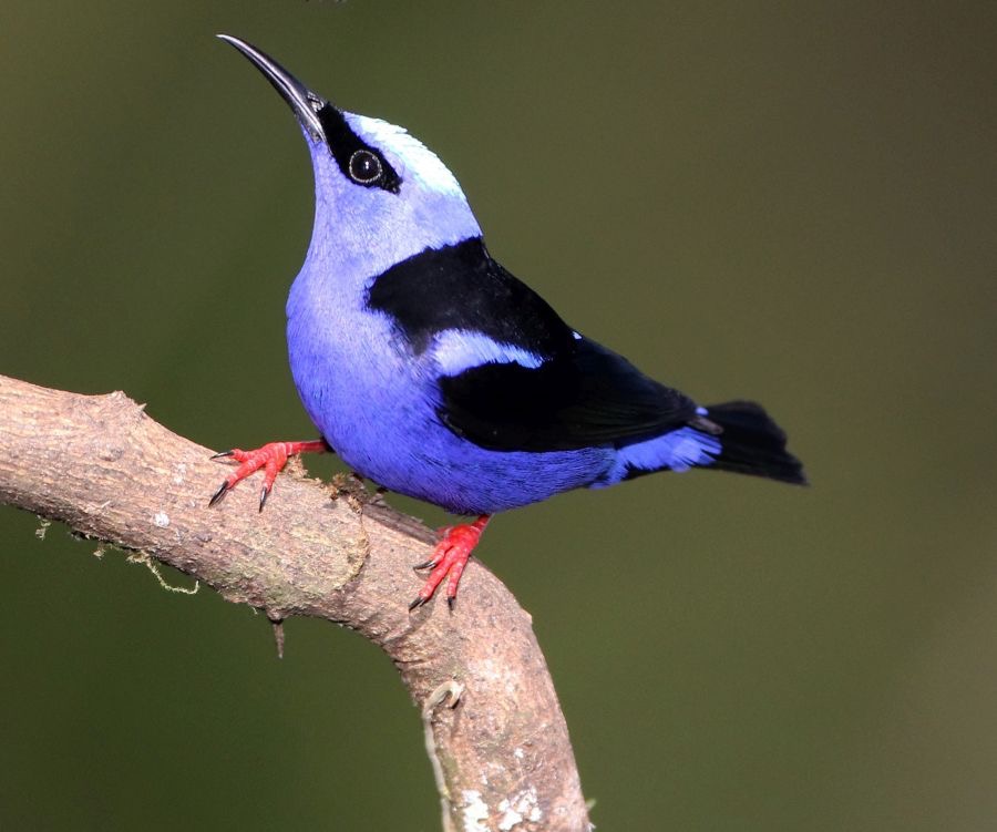 42.  HONEYCREEPER  RED-LEGGED  male C.RICA.jpg