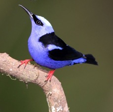 42.  HONEYCREEPER  RED-LEGGED  male C.RICA.jpg
