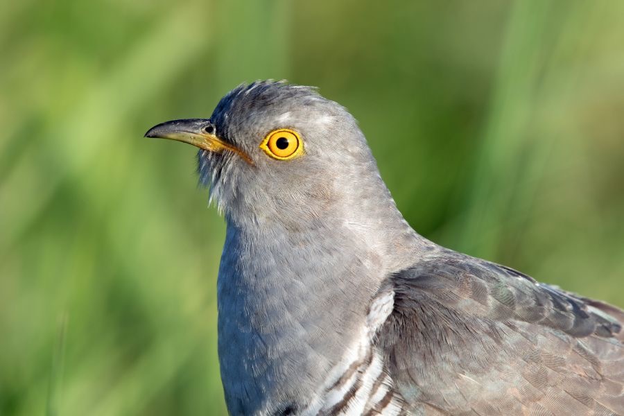 01 CUCKOO         male  portrait.jpg