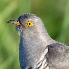 01 CUCKOO         male  portrait.jpg