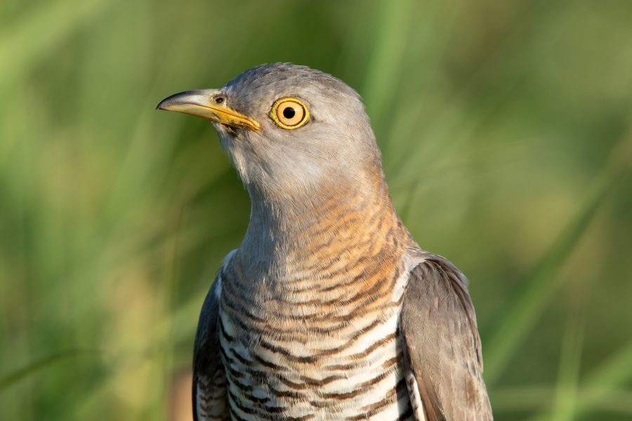 02 CUCKOO      female portrait.jpg