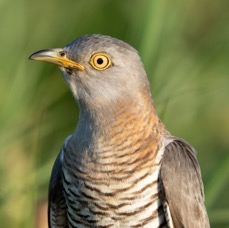 02 CUCKOO      female portrait.jpg