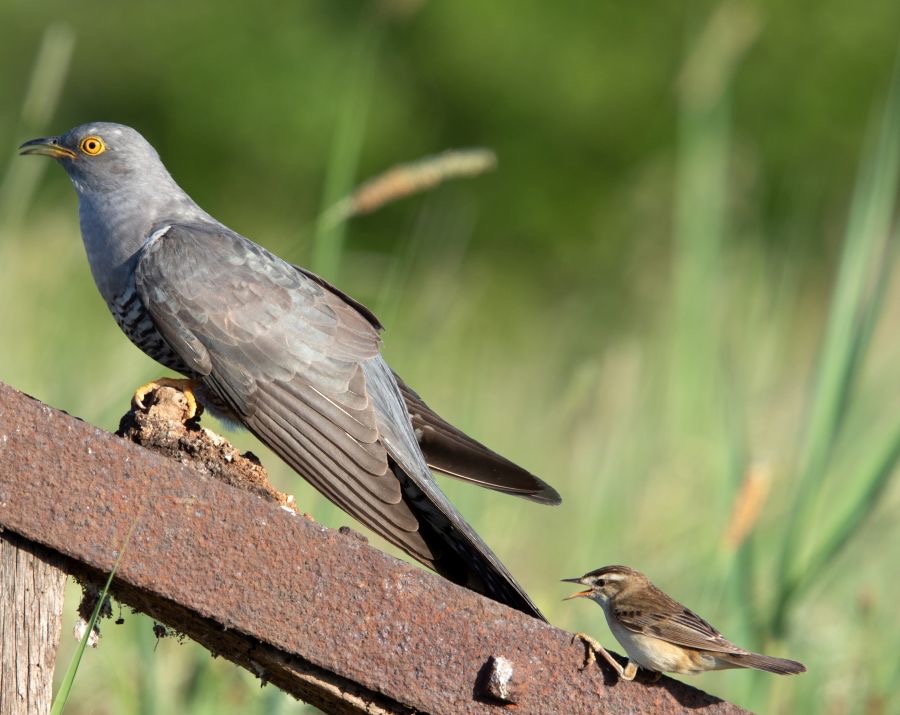 03 CUCKOO  male  attacked    by SEDGE WARBLER.jpg