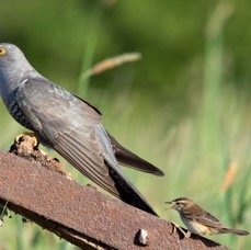 03 CUCKOO  male  attacked    by SEDGE WARBLER.jpg