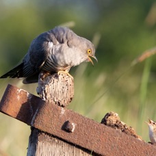 04 CUCKOO.         male   mobbed by SEDGE WARBLER.jpg