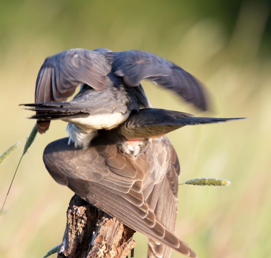 05 CUCKOOS   mating.jpg