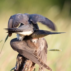 05 CUCKOOS   mating.jpg
