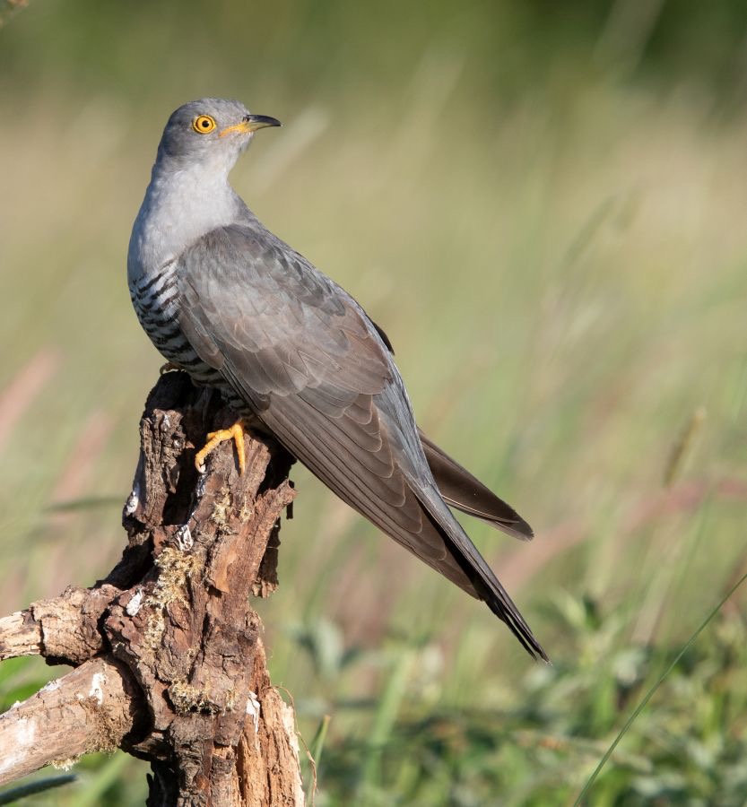 06  CUCKOO.         male.jpg