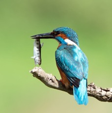 07 KINGFISHER  male  with Fish.jpg