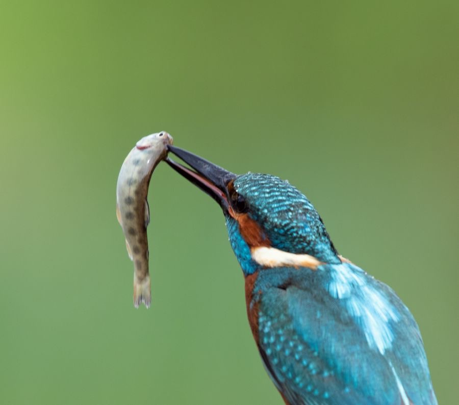 08 KINGFISHER male playing with fish.jpg