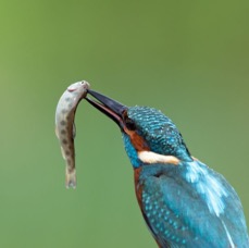 08 KINGFISHER male playing with fish.jpg