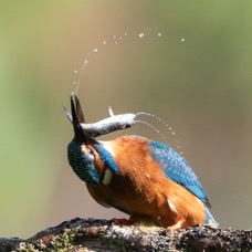 09 KINGFISHER.  male  killing Fish.jpg