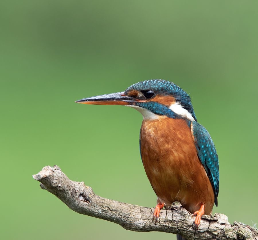 11 KINGFISHER.. female  watching.jpg