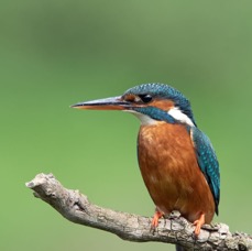 11 KINGFISHER.. female  watching.jpg