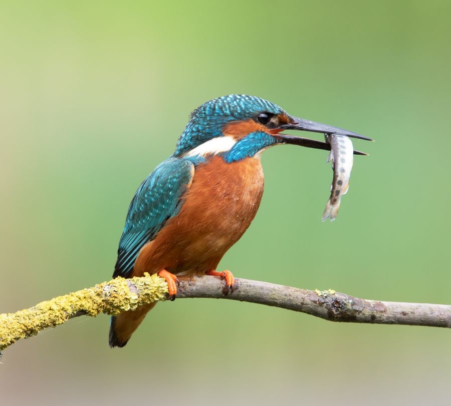12 KINGFISHER  male  caught Fish.jpg