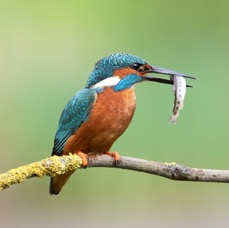 12 KINGFISHER  male  caught Fish.jpg