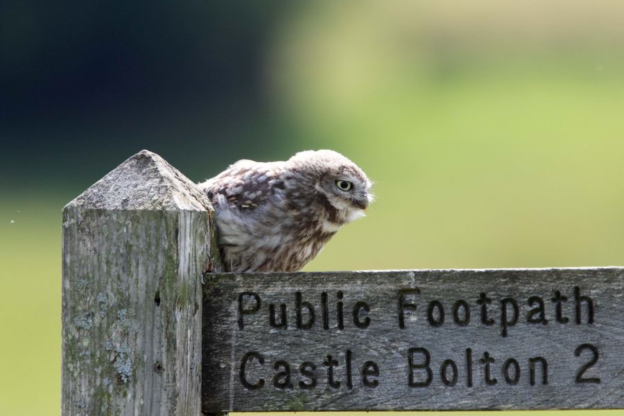 13 LITTLE  OWLET.. partly Hiding.jpg