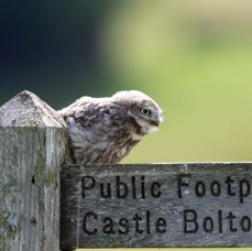 13 LITTLE  OWLET.. partly Hiding.jpg