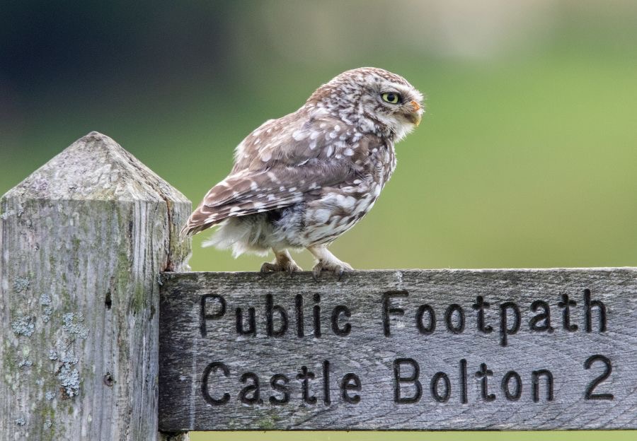 14 LITTLE  OWLET...jpg