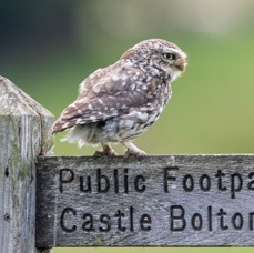 14 LITTLE  OWLET...jpg