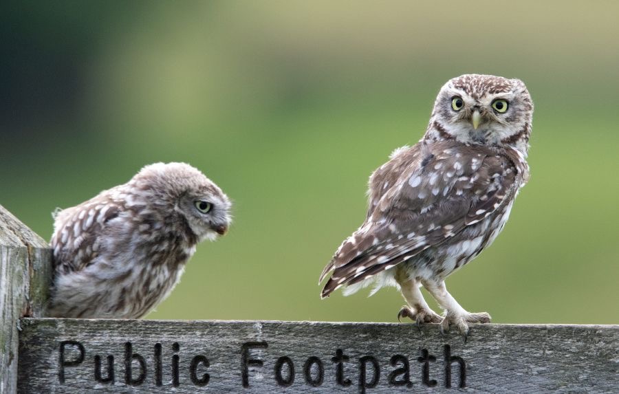 15 LITTLE OWL & OWLET.jpg