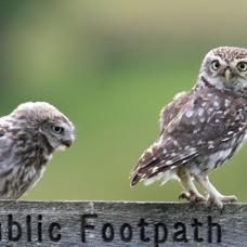15 LITTLE OWL & OWLET.jpg