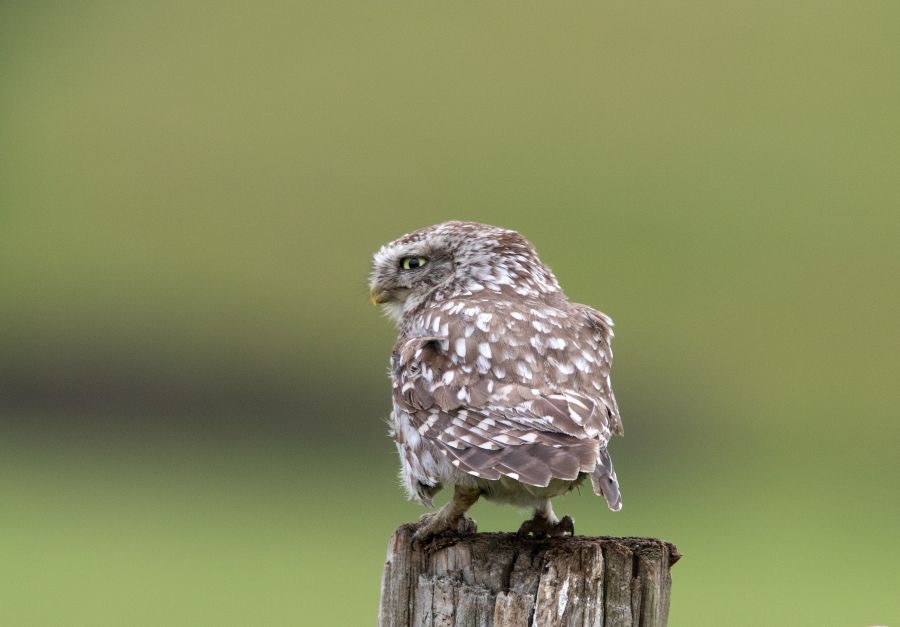 16 LITTLE OWL ..     rear view.jpg