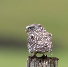 16 LITTLE OWL ..     rear view.jpg