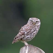 17 LITTLE OWL ..  front view.jpg