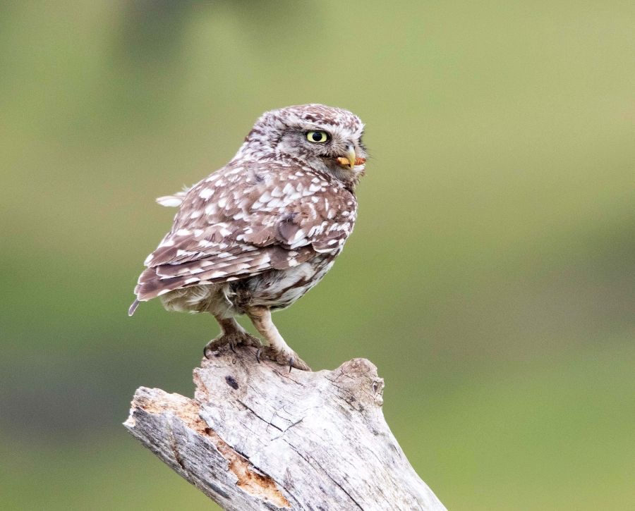 18 LITTLE OWL   with food.jpg