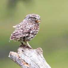 18 LITTLE OWL   with food.jpg