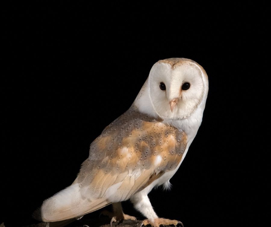 19   OWL  BARN  whole portrait.jpg