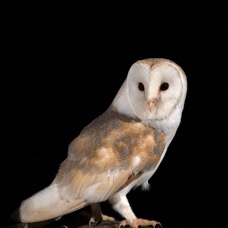 19   OWL  BARN  whole portrait.jpg