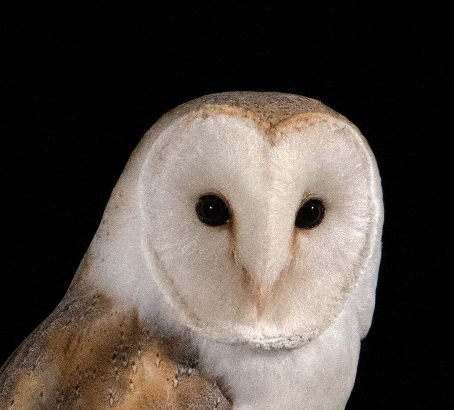 20   OWL  BARN    portrait.jpg