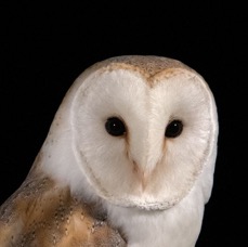 20   OWL  BARN    portrait.jpg