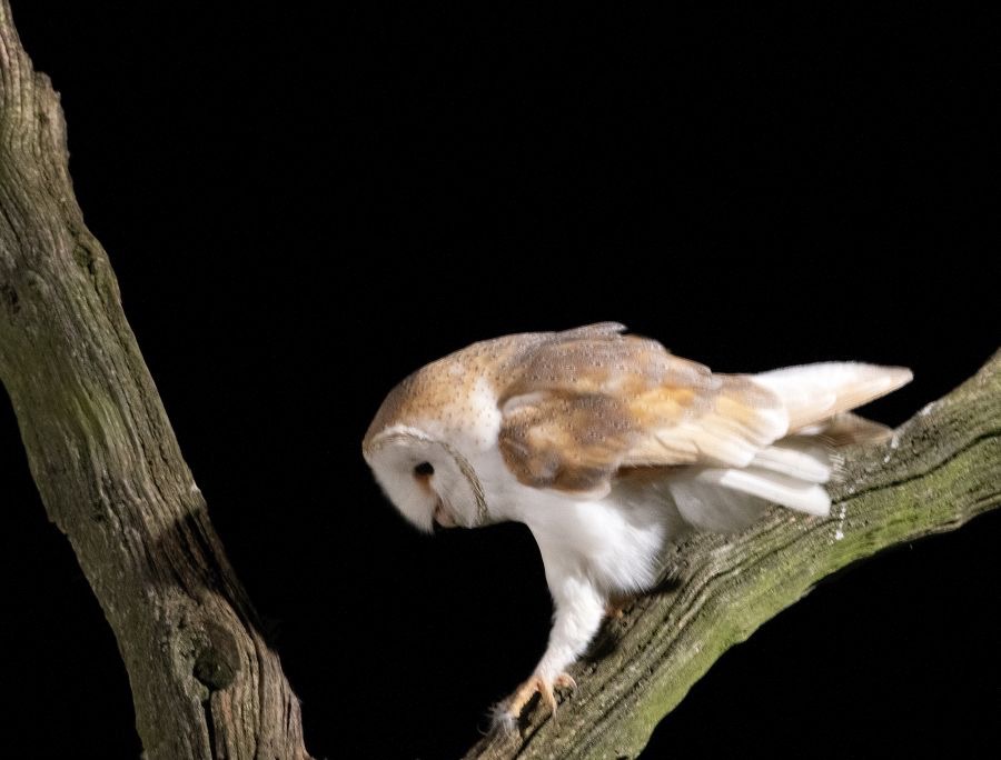 21   OWL  BARN     looking for food.jpg