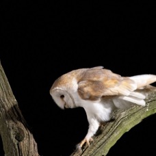 21   OWL  BARN     looking for food.jpg