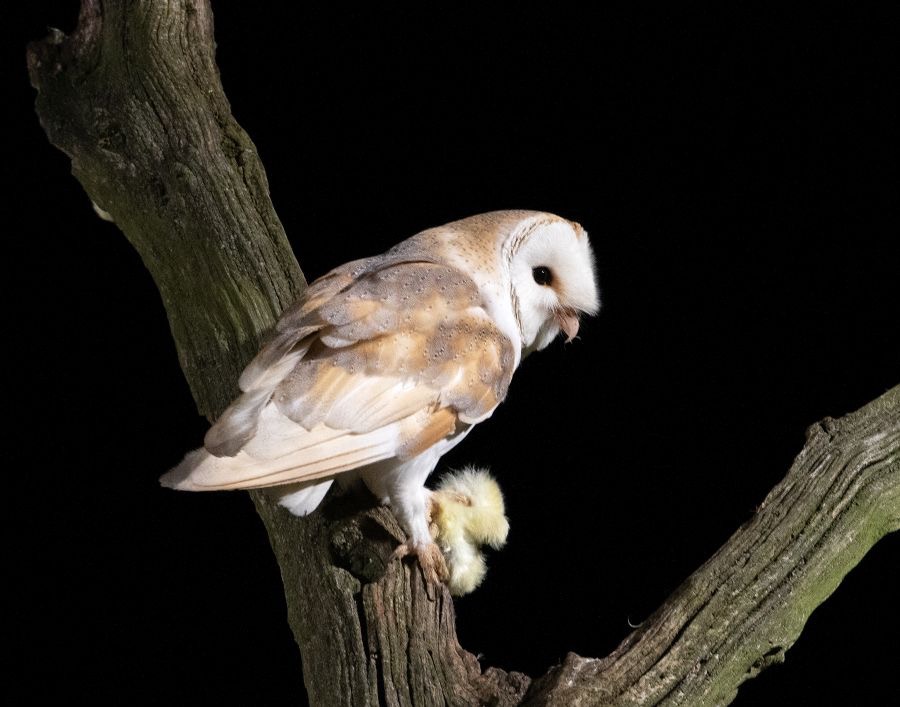 22   OWL  BARN      with Food.jpg