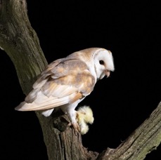 22   OWL  BARN      with Food.jpg