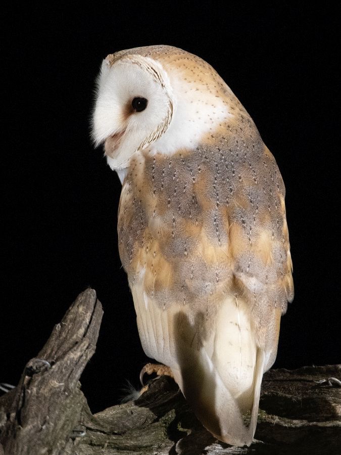 23   OWL  BARN    back view.jpg