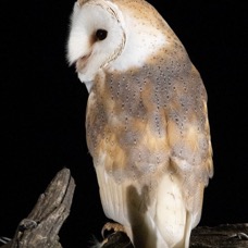 23   OWL  BARN    back view.jpg