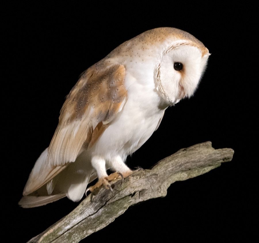 24   OWL  BARN     side view.jpg