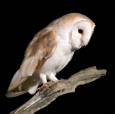 24   OWL  BARN     side view.jpg