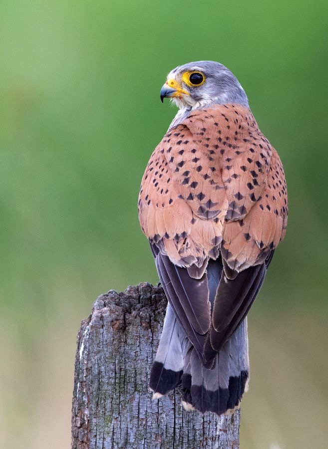 25  KESTREL         Adult Male.jpg