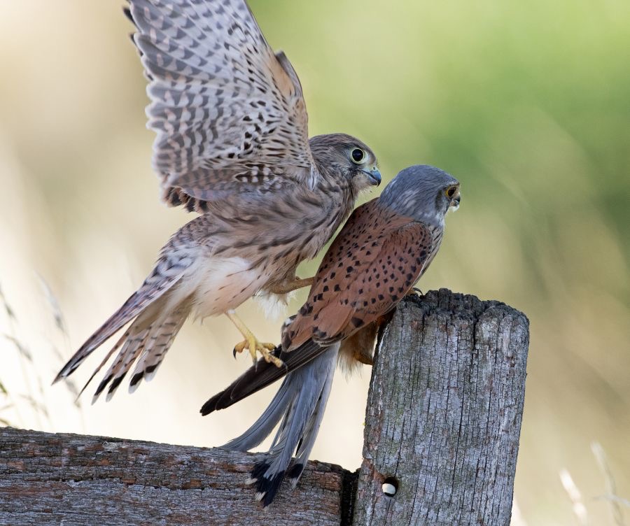 26  KESTREL   Juvenile attacking       Adult Male.jpg