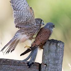 26  KESTREL   Juvenile attacking       Adult Male.jpg