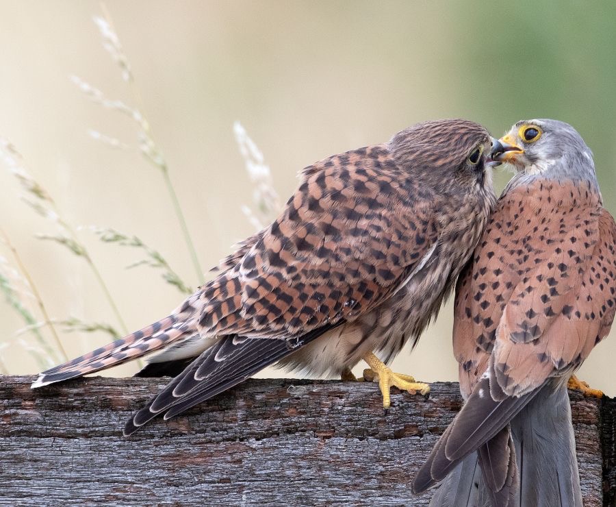 27  KESTREL  Juvenile being Fed by Adult Male.jpg