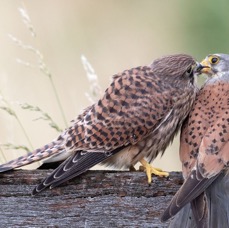 27  KESTREL  Juvenile being Fed by Adult Male.jpg